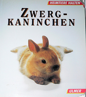 Zwergkaninchen