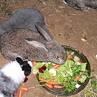 Futter und Wasser aus Tonnpfen